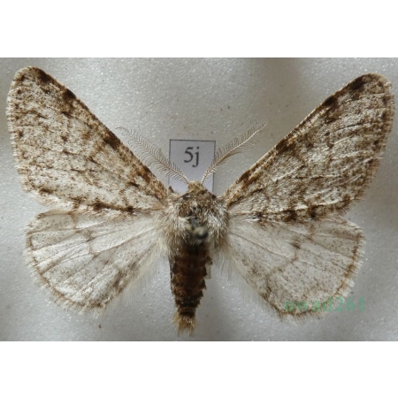 Phigalia pilosaria (Denis & Schiffermüller, 1775) male Włochacz naśnieżek Czech5j